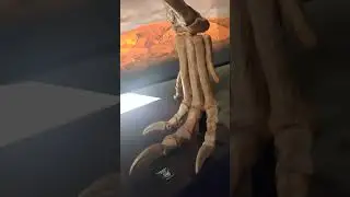 Dinosaurs feet