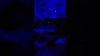 Flashlight fish (Anomalops katoptron)
