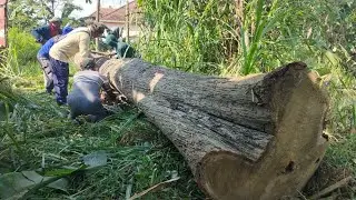 Ada Rahasia Alam Semesta‼️kayu jati seperti ada nyawa seribu diangkat sampai GK guat@masterjoglo 
