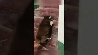 Love and Care Bring New Life to an Alaska Dog 🥺❤️