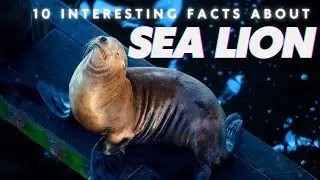 Sea Lion Wonders: 10 Interesting Facts That Will Blow Your Mind!