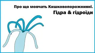 Про що мовчать Кишковопорожнинні.  ГІДРА & ГІДРОЇДИ