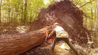 cutting maple root ball back into the ground and 8 foot log