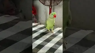 🥰🥰 Parrot New video 🦜 || #parrot #new #viralvideo #ytshorts #viralshorts