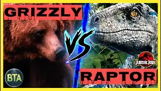 GRIZZLY MEDVE VS. VELOCIRAPTOR - Melyik nyerne egy harcban?  #érdekességek #állatok #dinoszaurusz