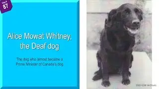 Video #87: Alice Mowat Whitney, the Deaf dog