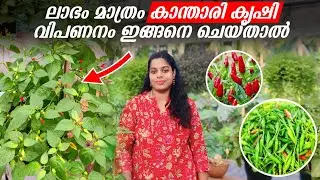 കാന്താരി മുളക് കൃഷി! ലാഭംമാത്രം ഇങ്ങനെ ചെയ്താൽ | Kanthari chili cultivation in Malayalam ||