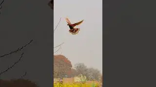 Pakistan best pigeons #pets #petbirds #birds