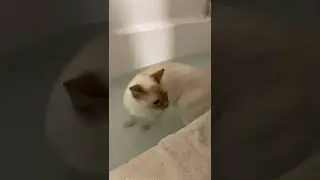 Girl Puts White Cat Into Bathtub Likes Water