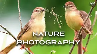November 2025 Wildlife Photography &ndash; Part 1 | Birds, Insects & Quiet Nature
