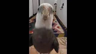 my favorite bird 😚#cockatiel #parrotbaby #parrotvideo #parrotlover #birds #little #parrottalking
