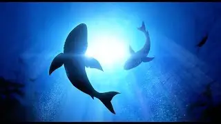 Daily Dose of Nature | Sharks  Misunderstood Heroes of Our Oceans