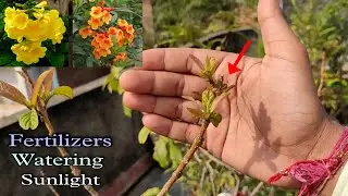टिकोमा प्लांट की ग्रोइंग स्टेज पर करें ऐसे केयर//Care Of Tecoma Plant During Winter.