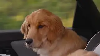Squeak | Subaru Solterra EV Dog Tested TV Commercial :15