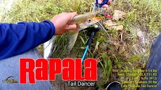 Rapala Tail Dancer ‼️Cemilan Predator DAS Kahayan