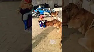 जय गौ माता#cow#jai#mata#video#videos#krishna#love#little krishna #radhakrishna#gajan#gauseva#gaumata