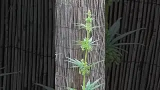 Machos Critical mass de @mrniceseedbank en plena flora 👊😏💚