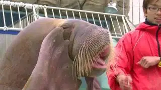 ミナミゾウアザラシとセイウチ