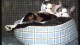 Purrfect Solutions - Come What May
