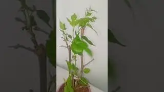 unknown plant #viral 🔥