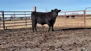 Lot 51 Buchanan Angus Ranch Bull Sale