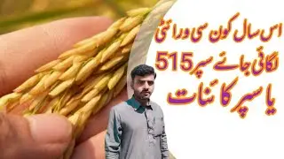 viraiti 515 munji dhaan