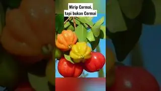Ini Buah Dewandaru, Mirip Cermai Tapi Bukan Cermai #shorts #buah #viral #fruit