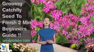 Growing Catchfly Seed To Finish 2 Min Beginners Guide FA119