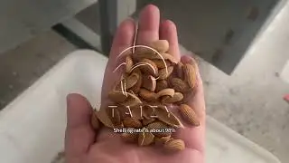Hazelnut Shelling Breaking Equipment | Almond Cracking Machine