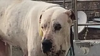 Thakur Sahab Indian Bully is live