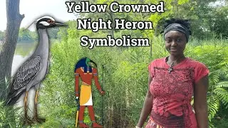 Yellow Crowned Night Heron Spirit Animal Totem