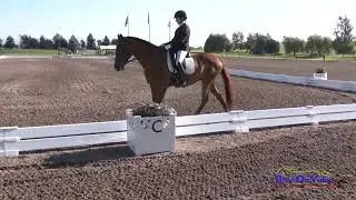 901D Linda Snyder on Beliza CCI2* Long Dressage Rebecca Farm July 2023