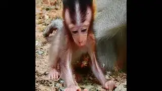 Newborn Baby monkey Ara feeling upset in hand Mother Monkey Anna