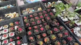 CHỢ TẾT CẦN THƠ | Can Tho Market, Travel to Vietnam 🇻🇳 #travel #satisfying #food #flowers