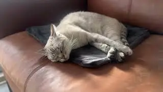 ホットカーペットに溶けて一生動かない猫｜Relaxing Cat Video【No Cut】