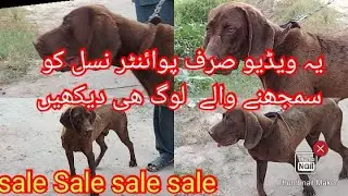 Pointer Male For Sale Age 1 Saal Hay Beautiful And Heavy Size Pointer Male Avialable +923015014241