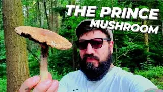 The Prince Mushroom | Agaricus Augustus (Summer Mushroom Foraging UK) 2021