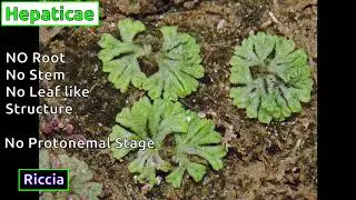 Classification of Bryophytes