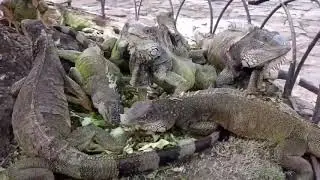 Animals keeps coming to cities 2020 Quarantine
