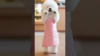 Bichon Bakery Heart Dance Short Watch This Cute Pup Groove #pixverse #dogdance #cutepets