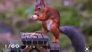 Wildlife photography from Argaty Studio hide, Scotland  - Red Squirrel fun and antics