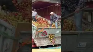 Unloading Tons of Fresh Apples Through a Tiny Door! #shorts
