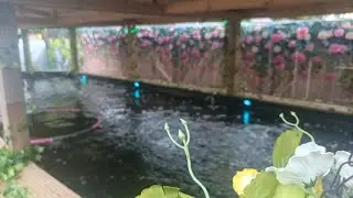 There's Been Some Changes Around The Koi Pond, I Think We've Gone Mad 😋🥴