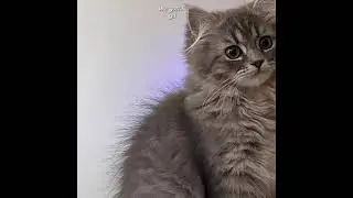 My catt 🥹😭