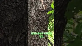 나무타기 달인 #squirrel #climbing #animals #nature