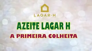 Lagar h  A primeira colheita