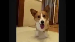 Funny Dog Video - Funny Puppy Expressing His Joy Or Impatience With Some dance steps | Do Not Laugh