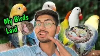 Aj LoveBirds Ke Breeding Boxes Check Kare Surprise Mila | Pets Vlogs 😍