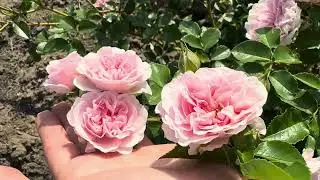 Роза посвященная  Бабушке💖 *Meine Oma* Мейн Ома