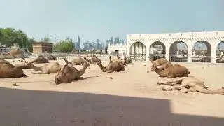 A camel is like dead